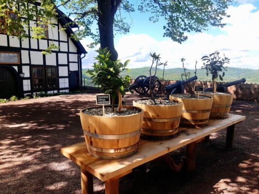 Der Gemüse- und der Kräutergarten in der Sonderausstellung „Luther im Exil. Wartburgalltag 1521“ auf der Wartburg